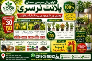 Fruit plants and indoor decorative plants at cheap wholesale plant nursery in Karachi