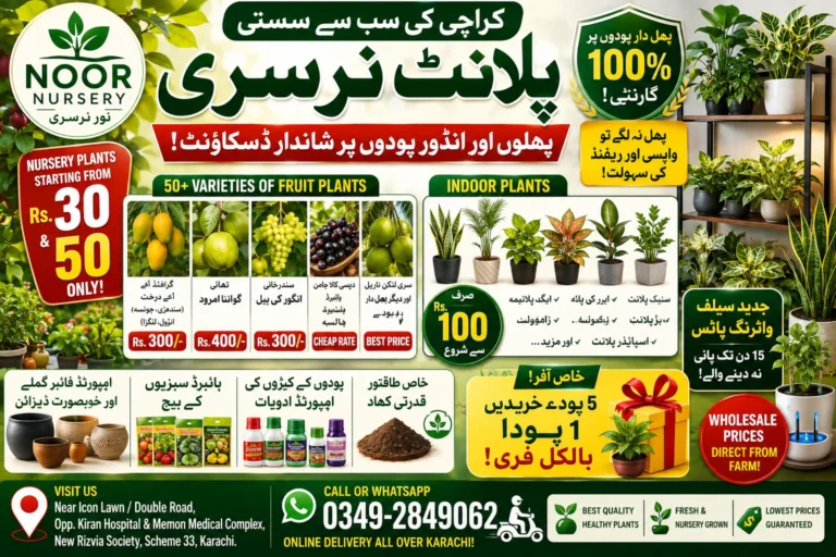 Fruit plants and indoor decorative plants at cheap wholesale plant nursery in Karachi
